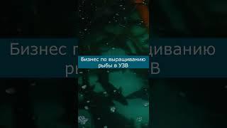 Бизнес по выращиванию рыбы в УЗВ #узв #рыба #акварост