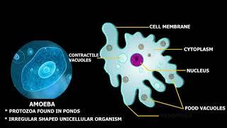 Structure of Amoeba