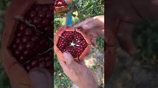 Ripe pomegranate peeling