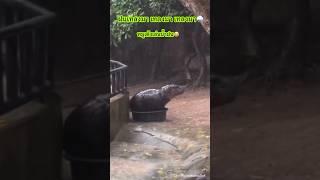 หมูเด้งเล่นน้ำฝน นั่งในกะละมัง #ฮิปโป  #shortsyoutube