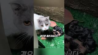 지하실에서 출산 중인 고양이를 구조한 사람들