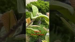 매일 인사하는새 #엘에이 #주부권tv #정식당 #춘천닭갈비 #형제갈비 #보릿고개 #정성희#한식#먹방#아침인사#
