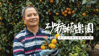 老欉砂糖橘｜產地直擊feat.南投老欉砂糖橘樂園｜一探柑橘香甜的秘密【奧丁丁市集】