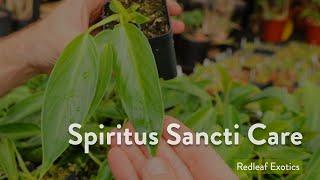 Philodendron Spiritus Sancti | Plant Talk + Care Tips