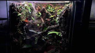 FLYING FROG PALUDARIUM!