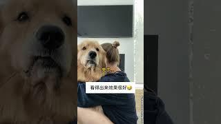 完了精神抚慰犬 萌宠出道计划 我的萌宠 治愈小狗 治愈@DOU+小助手