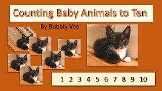 Counting Baby Animals from 1 to 10 / Slow to Fast / Preschool Math