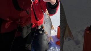 Живец #shorts #shortvideo#youtube #youtubeshorts #reels #поймалотпусти #fishing#new #плотва #чебак