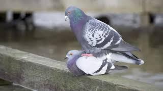 Mating Pigeons