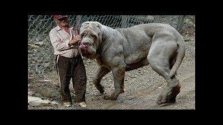 Giant dogs of the world part 1!!!