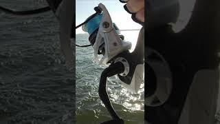 Fishing for Chesapeake Bay Striped Bass #Shorts