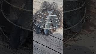 2025년6월12일 자연식좌대 대물 숭어바글바글 대일수산좌대 #fishing #생활꿀팁 #낚시 #fishingvideos #뉴스 #seafood #shorts #AI #에이아이