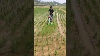 Weeder for both paddy field and dry land