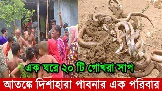 এক ঘরে ২০ টি গোখরা সাপ ধরা পরল | সাপ ধরার ভিডিও | সাপের আতঙ্কে দিশেহারা রাসেল ভাইপার Russell’s Viper