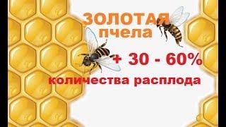 Как заставить матку откладывать яйца. Стимулирующая яйцекладку подкормка пчелиных семей.