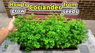 How to Grow Coriander from Seed to Harvest (Cilantro)