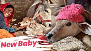 New Year Surprise! | Prabha ने दिया बछड़ि को जन्म | Our Cow Welcomes a New Baby #birth