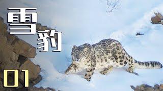 Snow Leopard EP1  Snow leopards eat herders' livestock