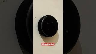 alexa eco mini speaker