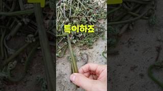 초록 고사리 보통 고사리 먹 고사리 머리가 큰 고사리 맛은 다를까요