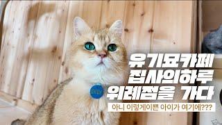 유기묘카페 집사의하루 위례점을 가다. #고양이 #집사의하루 #cat