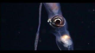 Underwater Music