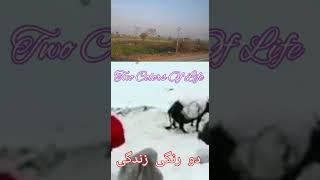 Two Colors OfLife||Tribals Life||#shorts||قبائل گی زندگی