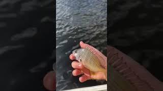 Extremely safe release #fishing4life #fishingaustralia #fish #sydneyfishing #breamfishing #bream