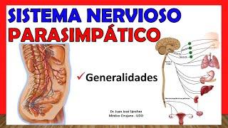  SISTEMA NERVIOSO PARASIMPÁTICO , Generalidades. ¡Explicación Sencilla!