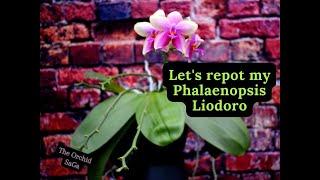 My Phalaenopsis Liodoro 'Sweet memory' needs uppotting!