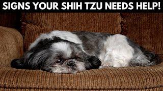 10 Warning Signs That Your Shih Tzu is Begging for Help