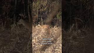 The Hunt for a 180 Inch Buck!