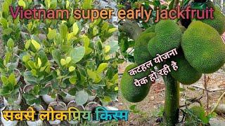Vietnam's Super Early Jackfruit Plant : | All Time JackFruit /packing Process. contact 7029279400