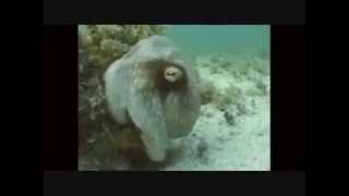 cephalopod camoflage (TED talk by David Gallo)