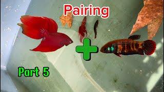 Update fish pair wild splenden red + female imbellis #betta #wildbetta