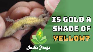 Talk About Girl Power! | Yellow-Bellied Mourning Gecko