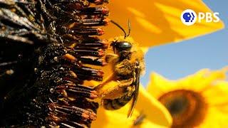 How Sunflowers Bring All the Bees to the Yard | Deep Look