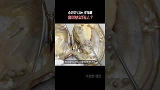 진주 수십개가 들어있는 조개 ㄷㄷ