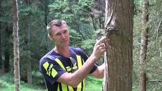 Pruning Totara for Timber