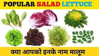 25 Types of Lettuce Names | Discover Different Varieties 25 प्रकार के पत्ते के नाम | विभिन्न प्रकार