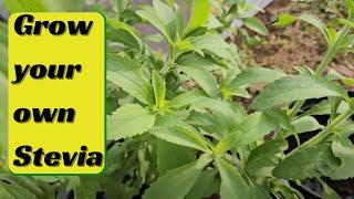 Grow your own Stevia - how to harvest, dry, and store it