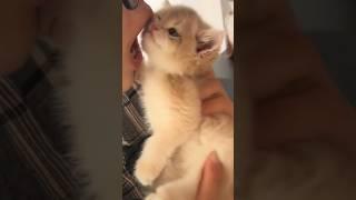 Maomao: how can you bully my little kitty? #shorts