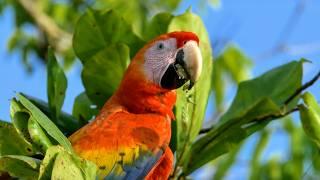 A la rencontre de deux continents: la vie sauvage du Costa Rica