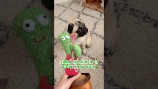 My PUG versus talking CACTUS  #pug #dog #funny