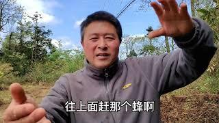 养蜂一定要学会收蜂，现在老余教你最简单易懂，好操作的收蜂方法