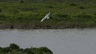 Little Gull, Martin Mere WWT, Lancashire - April 2023 4K