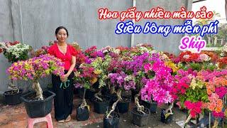 Hoa giấy nhiều màu sắc siêu bông miễn phí ship..14/110707069329.Như-Ý