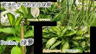 五种能净化空气的室内绿植 好养又美观  －Peace Lily 和平百合，Snake Plant 虎尾兰，Dracaena 龙血树，Aglaonemas 广东万年青 和 Pothos 绿萝