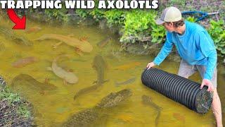 Trapping Wild Axolotls in ALLIGATOR INFESTED CREEK!