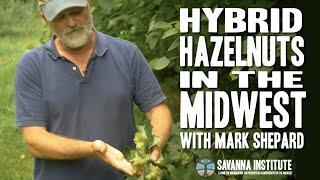 Hybrid Hazelnuts in the Midwest with Mark Shepard